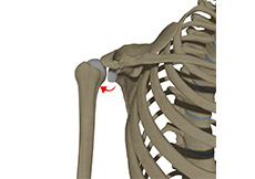 Posterior Shoulder Instability